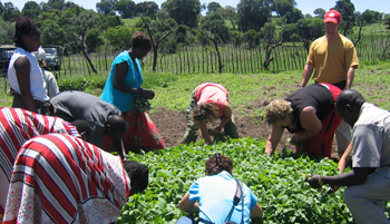 Agricultural Project